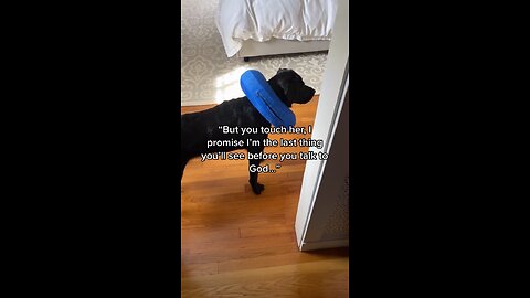 Labrador Retriever saves his owners life!! 🥹