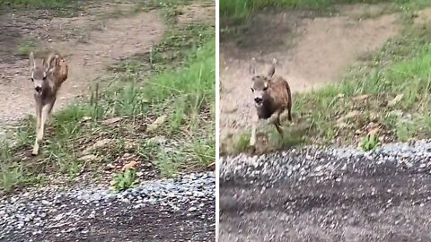 Mother Deer Fends Off Coyote From Her Fawn