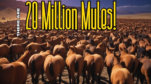 Twenty Million Mules Is The Real Problem