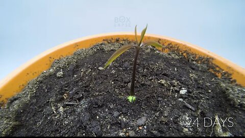 Growing Mango Tree Time Lapse