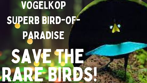 🐦✨ Majestic Moments: Discovering the Vogelkop Superb Bird-of-Paradise! #NatureGems #BirdWatching