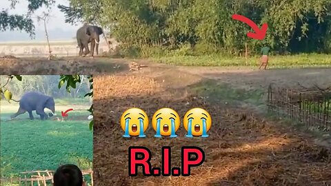 Terrible Elephant attack -- Eliphant killed a man in morning today --