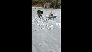 A Very Bonkers Cane Corso