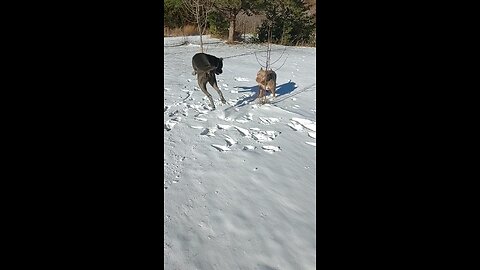 A Very Bonkers Cane Corso