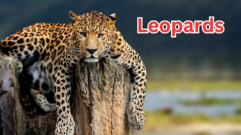 Leopards: Majestic Big Cats