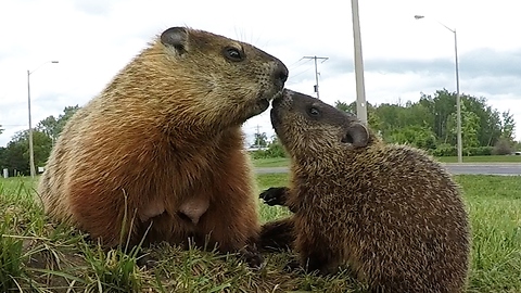 Gopher baby emerges from burrow to nurse from mother
