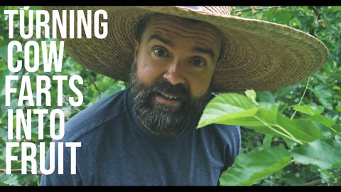 Turning Cow Farts To Fruit!/ Food401K/ Homestead/ Fruit Trees