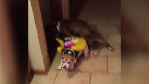 Dog Drags Sibling Into A Dark Room
