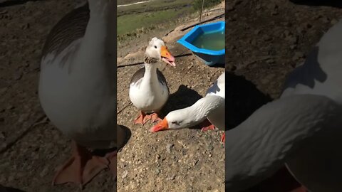 Edwin the attack goose and Blair doing their thing 🤣