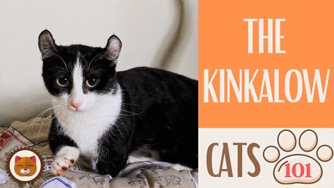 🐱 Cats 101 🐱 KINKALOW CAT - Top Cat Facts about the KINKALOW