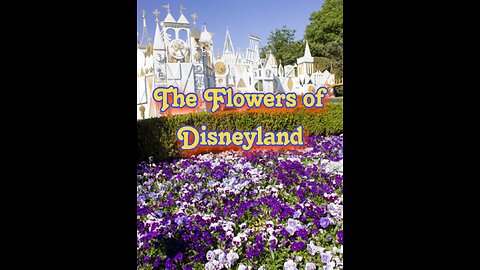Let's look at the beautiful flowers of Disneyland!