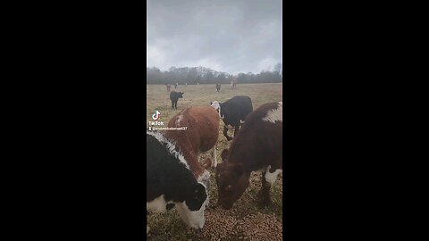 Happy cows and calves.