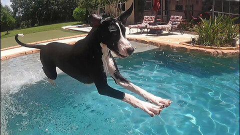 Great Dane Dives Into Deep End Swimming Pool
