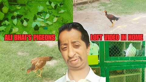 Ali bhai's pigeon loft video in home || murgi dar gai || fancy fantail pigeon || today new vlog