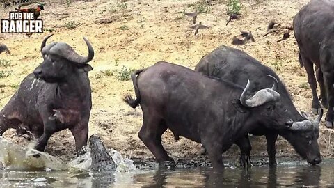 Crocodile Investigates Buffalo Herd | African Wildlife Interactions