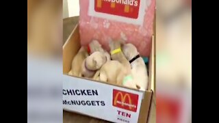PUPPY COSTUMES! Dogs dressed as McDonald's nuggets for Halloween - ABC15 Digital