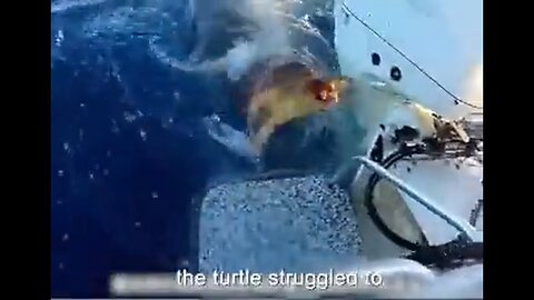 Unbelievable Rescue: Shark Brings Injured Sea Turtle to Humans for Help