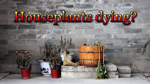 Houseplants dying?