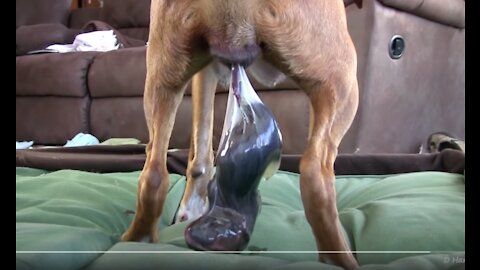 DOG GIVES BIRTH STANDING UP!!!!!
