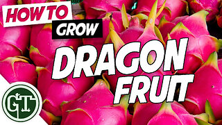 Growing Dragon Fruit in Containers