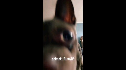 Animals funny #engracadostiktok #animaisengraçados #videosengracados #funny #funnyvideos