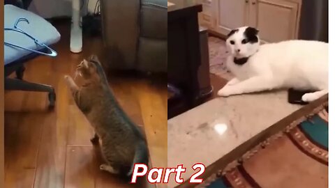 Funniest Animals videos Part 2