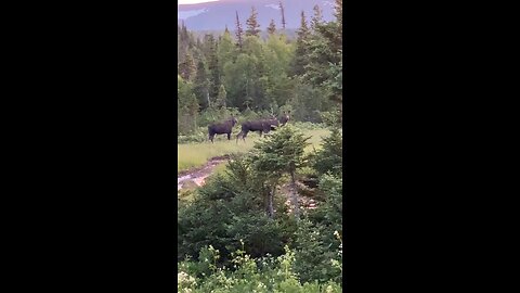 Sing seven moose in one day