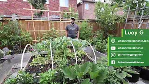 Growing Food in Urban Small Spaces - Urban Gardening