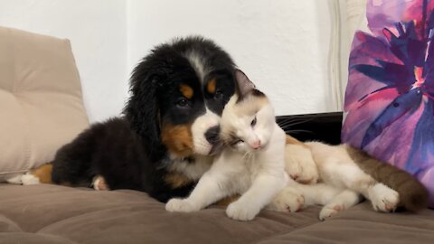 Bernese Mountain Dog Puppy Meets Kitten for the First Time!
