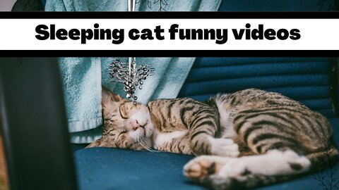 Sleeping cat funny videos 2022