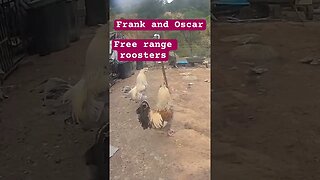 Free range roosters #freerange