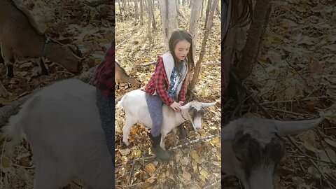 Millicent: Goat Rider