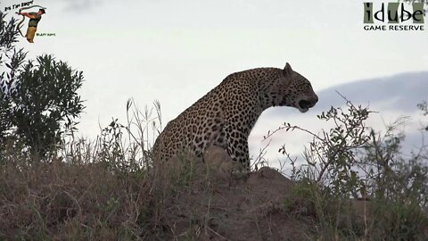 Intense Leopard Interaction | Scotia Female Leopard Vs Hlab'nkunzi | Mother And Daughter Argument!