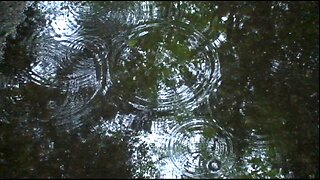 Marche en forêt après la pluie