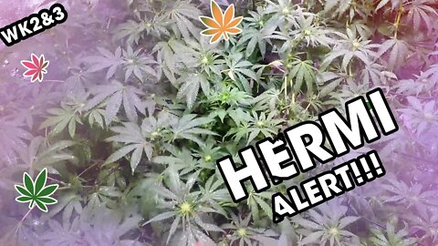 We got a Hermi!!! | Bloom | wk 2 & 3