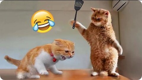 Cats and Dogs 😺🐶 Funny Animals 2023 😍 Part 16