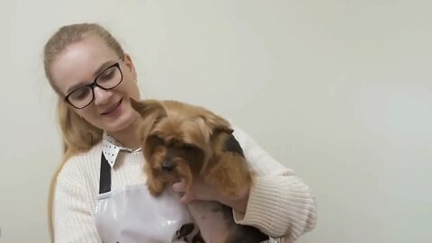 Groomer holds small yorkshire terrier on hands and combs his fur