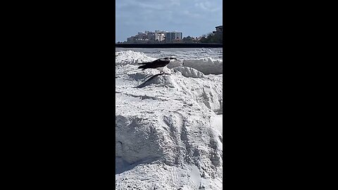 Osprey Enjoys Sushi #osprey #Sushi #AprilFools #MarcoIsland #Livestream #tiktoklive