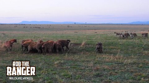 Hyenas Chase Rival Clan From A Carcass | Maasai Mara Safari | Zebra Plains