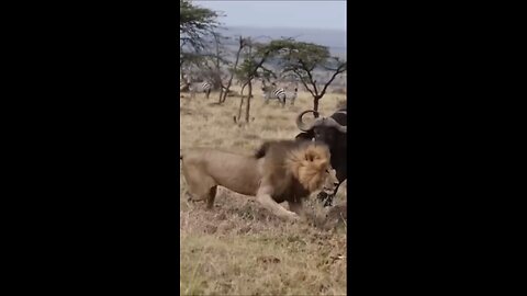 Buffalo fight back lion #shorts #animal