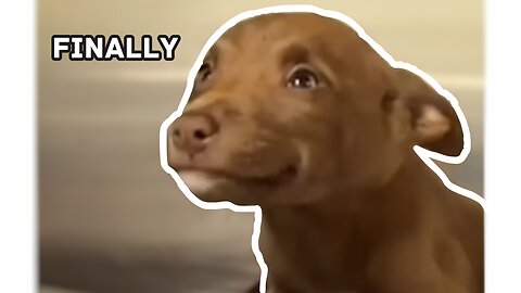 Cutest Puppy Reaction To Being Adopted - Wholesome Must Watch - Make Your Day Better