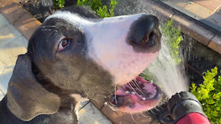 Great Dane Puppy Attempts To Drink From The Hose