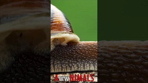 🤗 #AwwNIMALS - Slow and Steady: The Graceful Journey of a Snail 💕