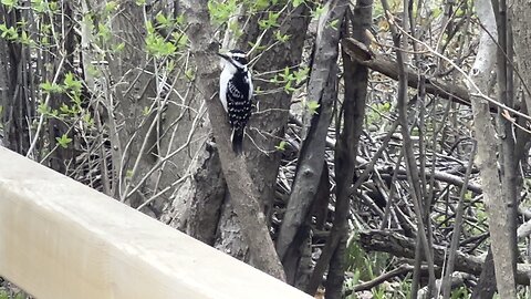 Hairy, Red-Breasted wood peckers and a cardinal on a peanut hunt