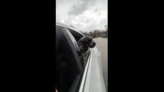 Dagr The Schnauzer - first nose out the car window