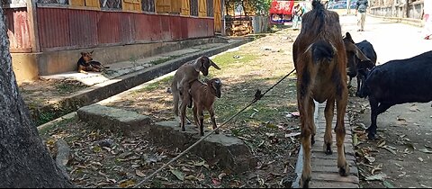 The goats are playing