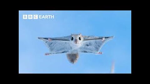 Baby Flying Squirrel Takes Flight for the First Time / Mammals / BBC Earth