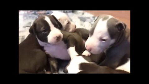 PIT BULL PUPPIES 3 weeks old!