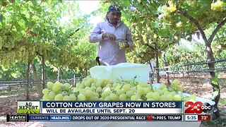 Cotton Candy Grapes are now in stores, and they are selling fast