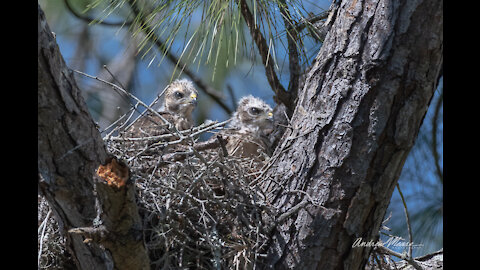 Red-shouldered Hawk chicks calling in the nest